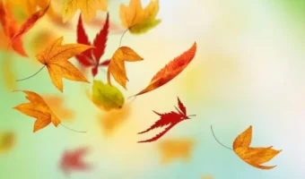 Autumn-Fall-Leaves-HD